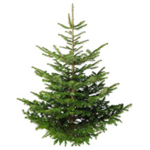 pille-baumschulen Weihnachtsbaum