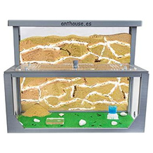 ANTHOUSE Ameisenfarm