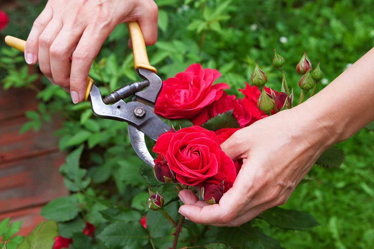 Rosen schneiden mit Gartenschere