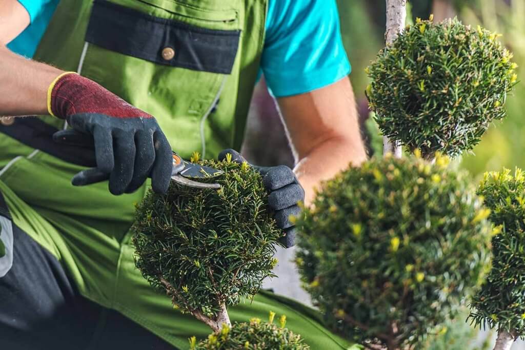 Mann schneidet Buchsbaeume mit Gartenschere