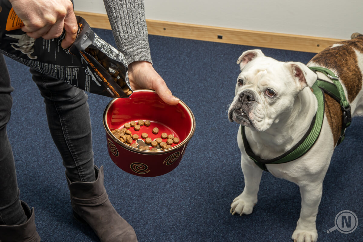 Hundetrockenfutter Hand hält Napf zum Hund