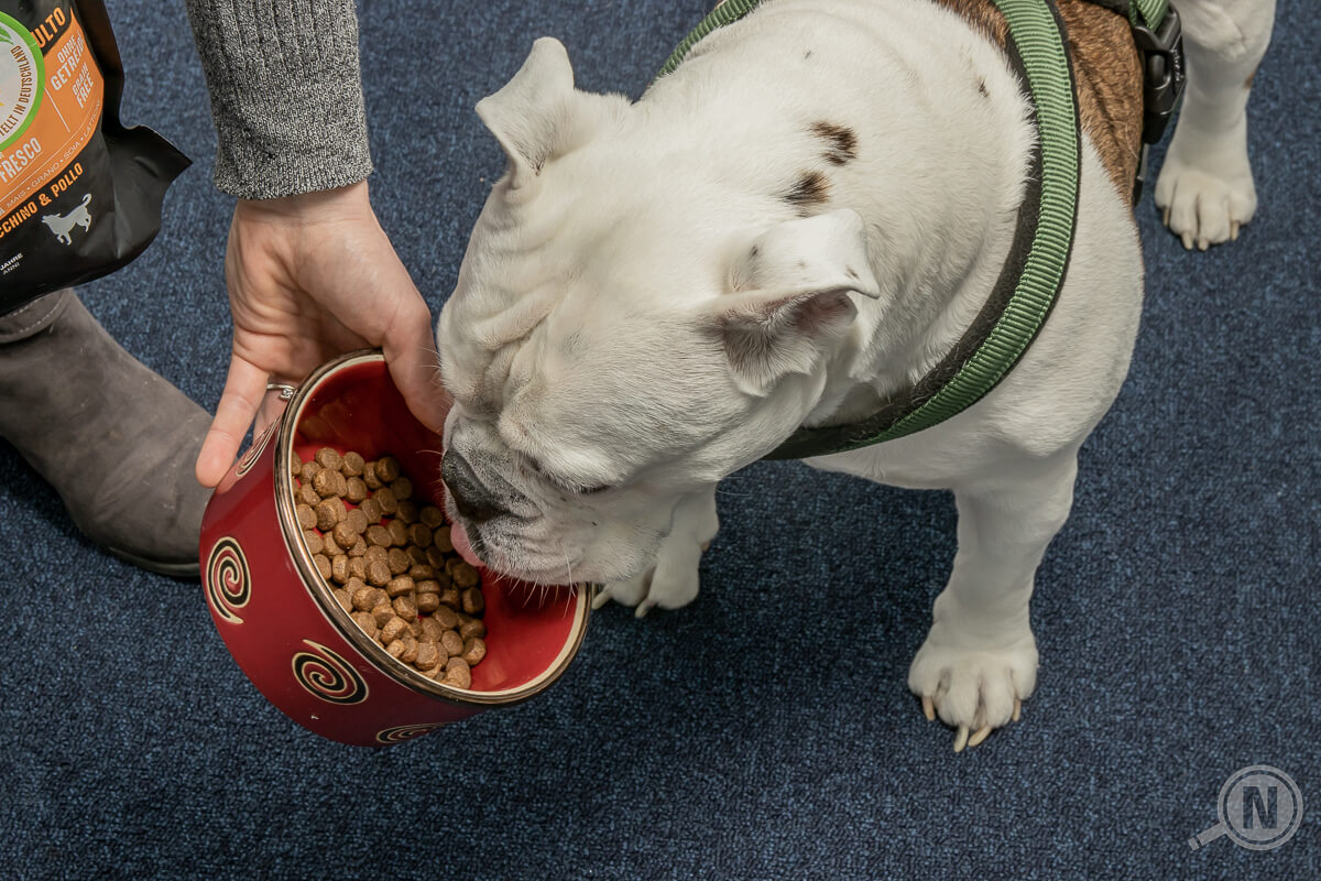 Hundetrockenfutter Hund frisst aus Napf