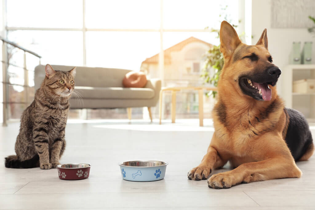 Hund und Katze vor FressnÀpfe