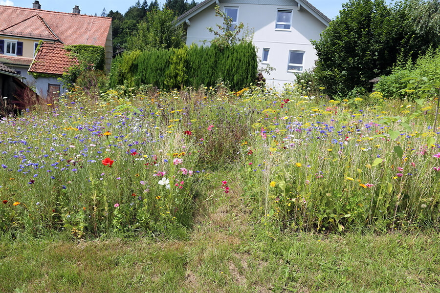 gartenpföege unkraut entfernen