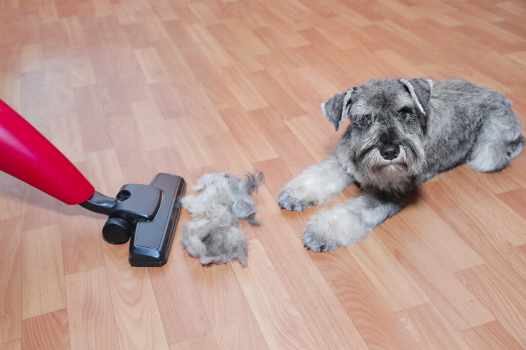 Hund auf Pakett und Haare werden gesaugt