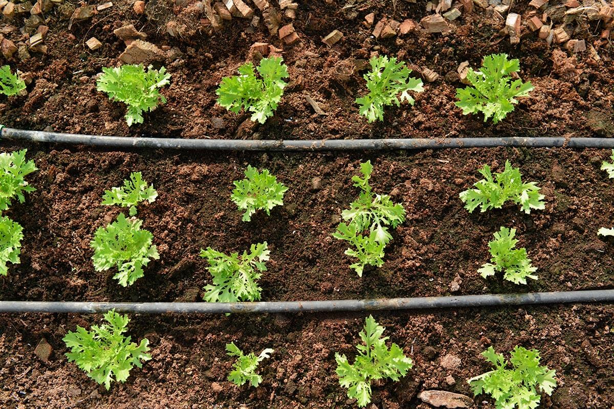 Tropfschlaeuche im Beet